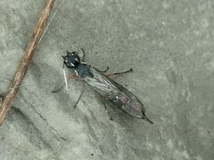 Xyeloidea