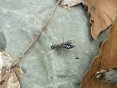 Xyeloidea