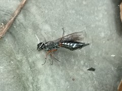 Xyeloidea