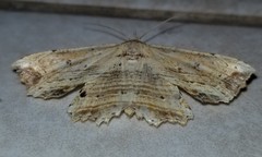 Lytrosis