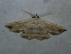 Lytrosis
