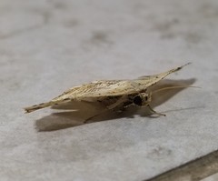 Lytrosis