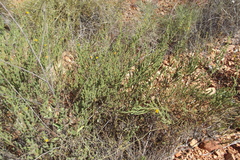 Acacia chippendalei