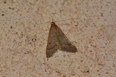 Bostra obsoletalis