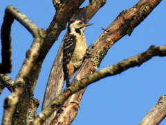 Dendrocopos analis