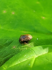 Cosmopepla intergressa