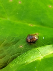 Cosmopepla intergressa