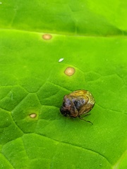 Cosmopepla intergressa