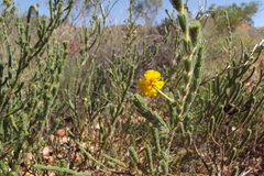 Acacia chippendalei
