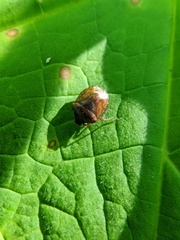 Cosmopepla intergressa