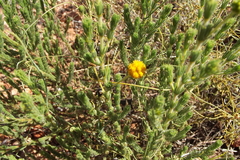 Acacia chippendalei