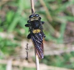 Mallophora ruficauda