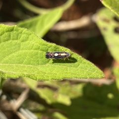 Diedrocephala variegata