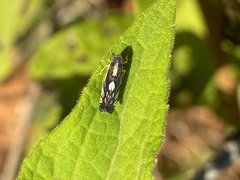 Diedrocephala variegata