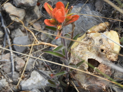 Castilleja rigida