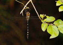 Macromia pacifica × taeniolata