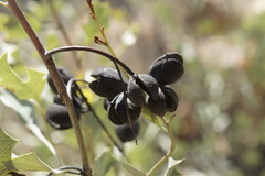 Grevillea wickhamii