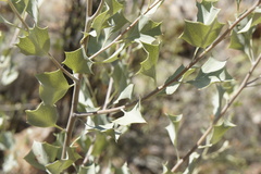 Grevillea wickhamii