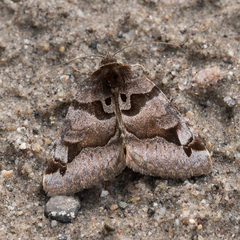 Euclidia ardita