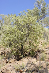 Grevillea wickhamii