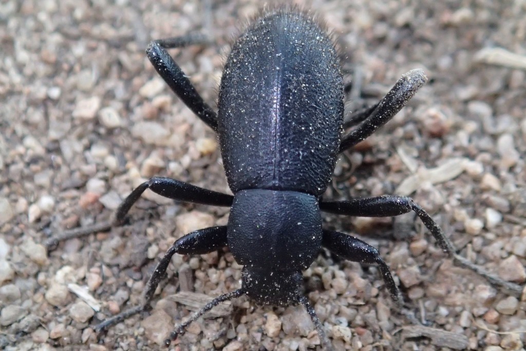 Eleodes letcheri
