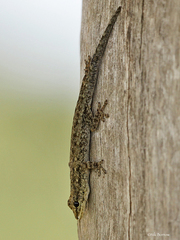 Lygodactylus