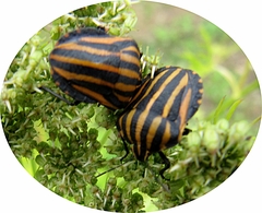 Graphosoma rubrolineatum