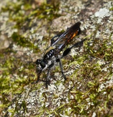 Laphria index
