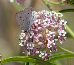 Satyrium sylvinus dryope