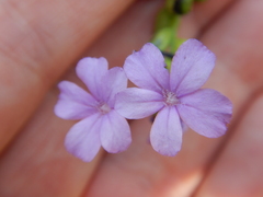 Buchnera floridana image