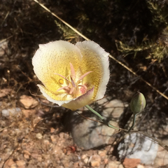 Calochortus weedii intermedius