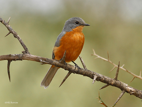 Empidornis semipartitus (Rüppell, 1840)