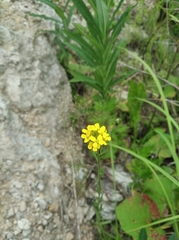 Erysimum marschallianum