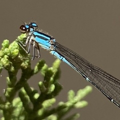 Acanthagrion