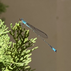 Acanthagrion