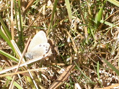 Coenonympha glycerion iphioides