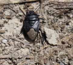 Cydnus aterrimus