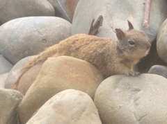 Otospermophilus beecheyi