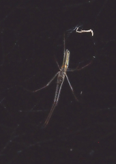 Tetragnatha praedonia