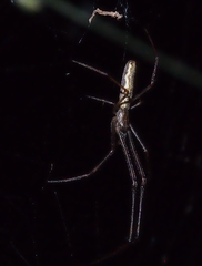 Tetragnatha praedonia