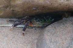 Pachygrapsus crassipes