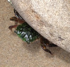 Pachygrapsus crassipes