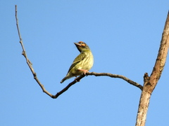 Psilopogon haemacephalus roseus