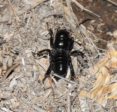 Stenopelmatus minor