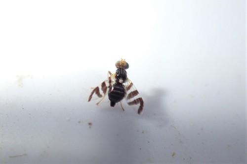 Rhagoletis ribicola · iNaturalist