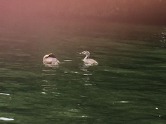 Podiceps cristatus