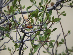 Elytroleptus apicalis