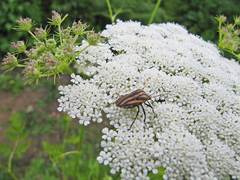 Graphosoma rubrolineatum