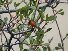 Elytroleptus apicalis