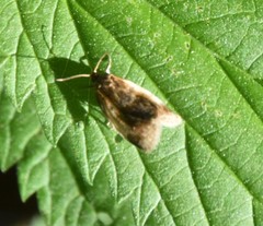 Clepsis melaleucanus